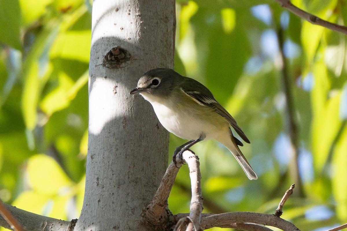 Cassin's/Blue-headed Vireo - ML646150410