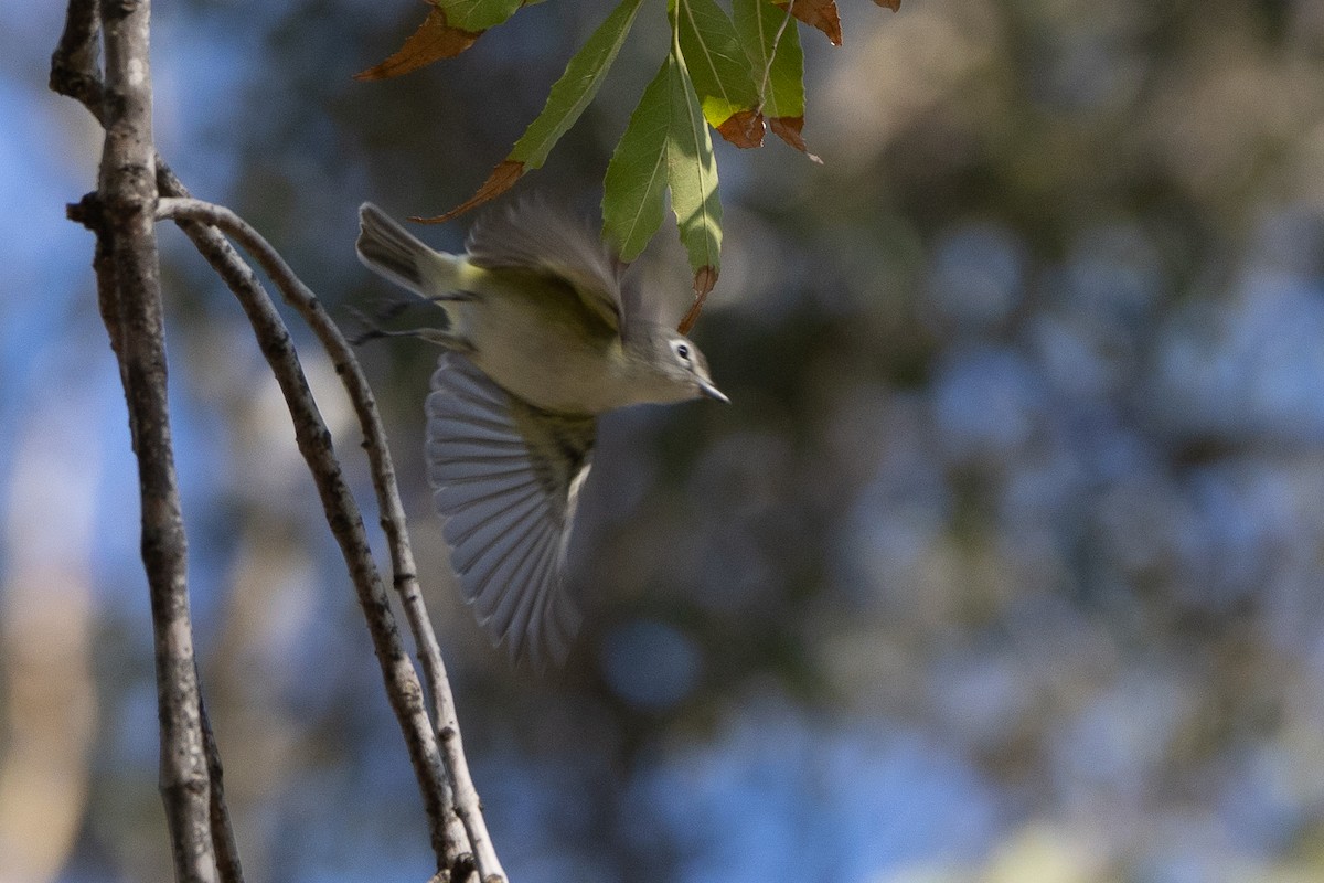 Cassin's/Blue-headed Vireo - ML646150411