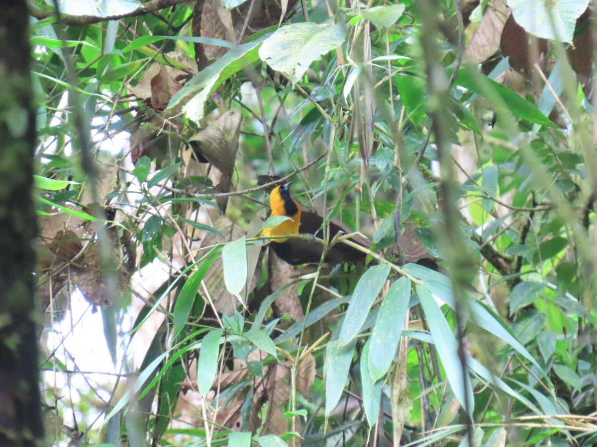 Yellow-backed Oriole - ML646150413