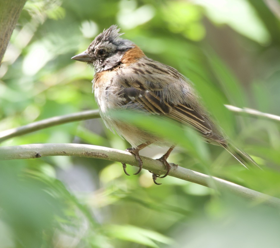 Rufous-collared Sparrow - ML646150416