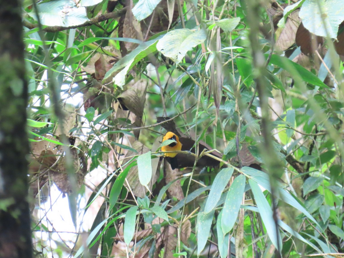 Yellow-backed Oriole - ML646150422
