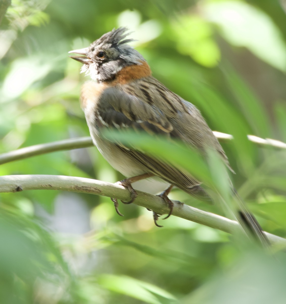 Rufous-collared Sparrow - ML646150426