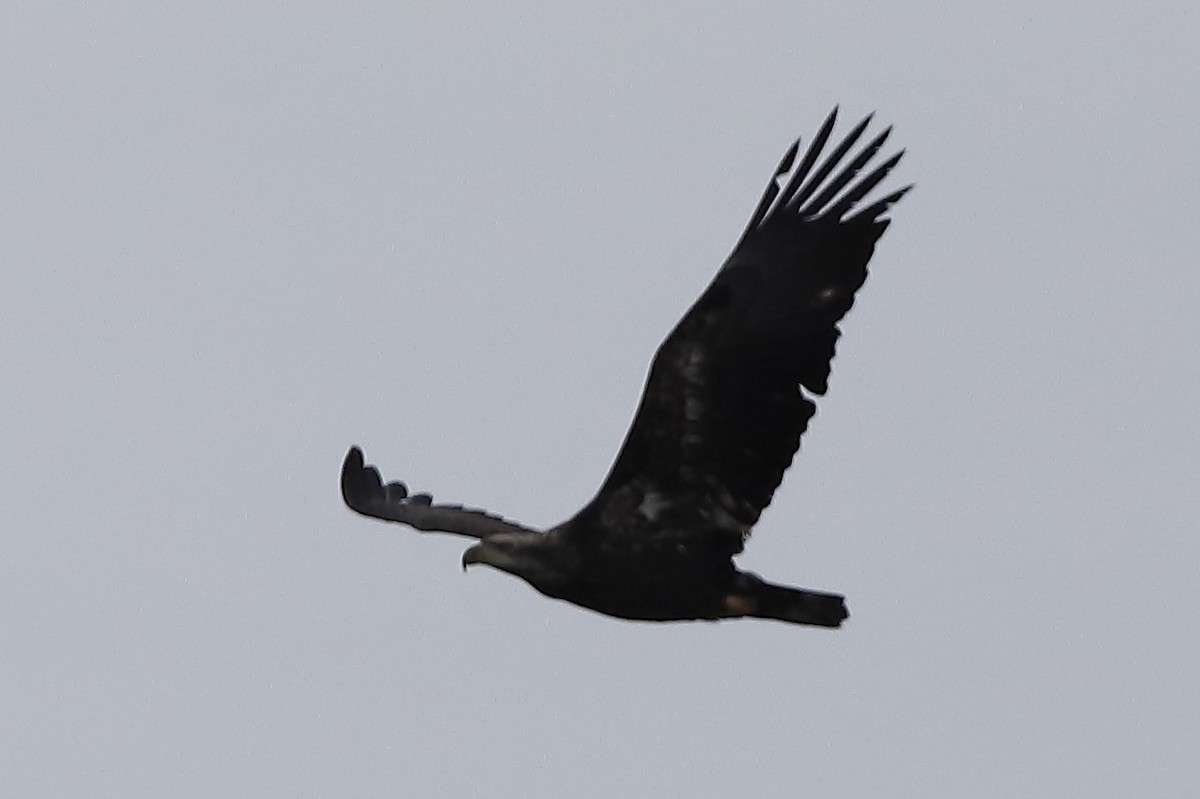 Ak Başlı Kartal - ML646150435