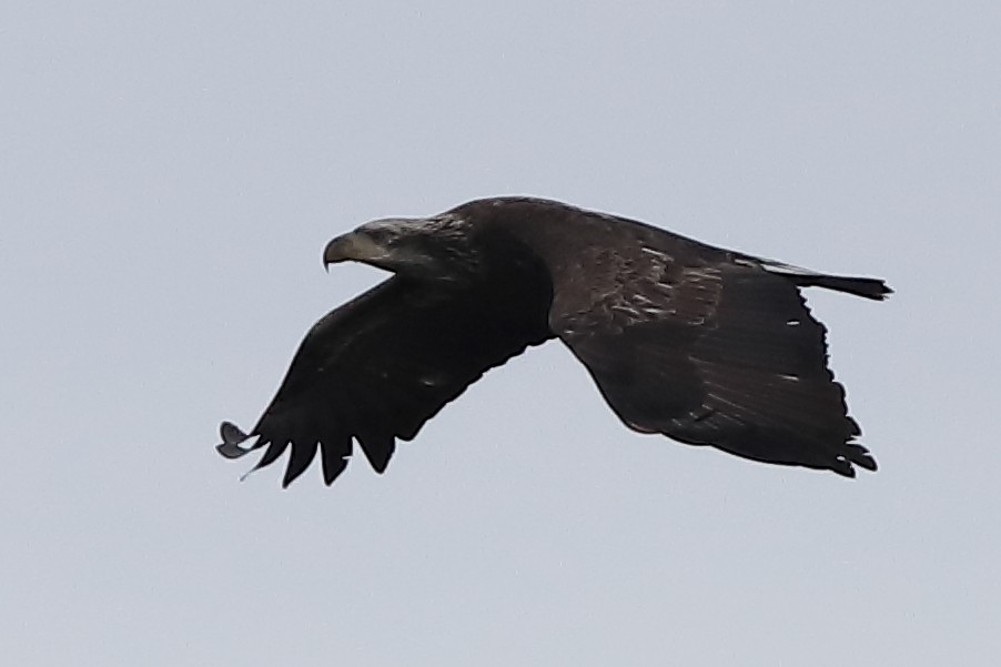 Ak Başlı Kartal - ML646150436