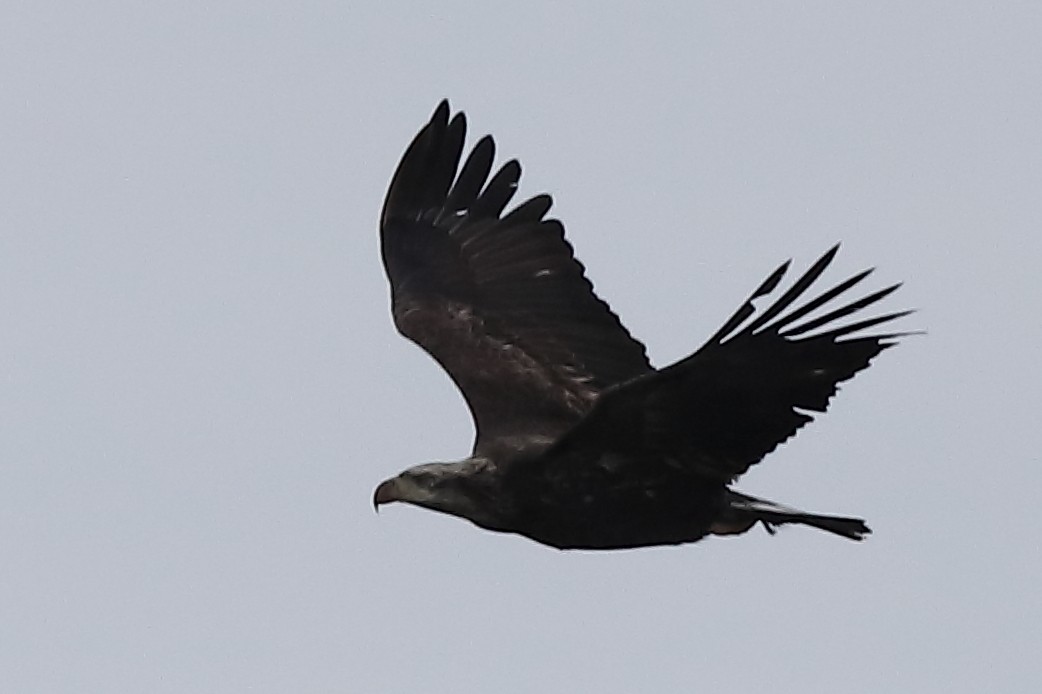 Ak Başlı Kartal - ML646150437