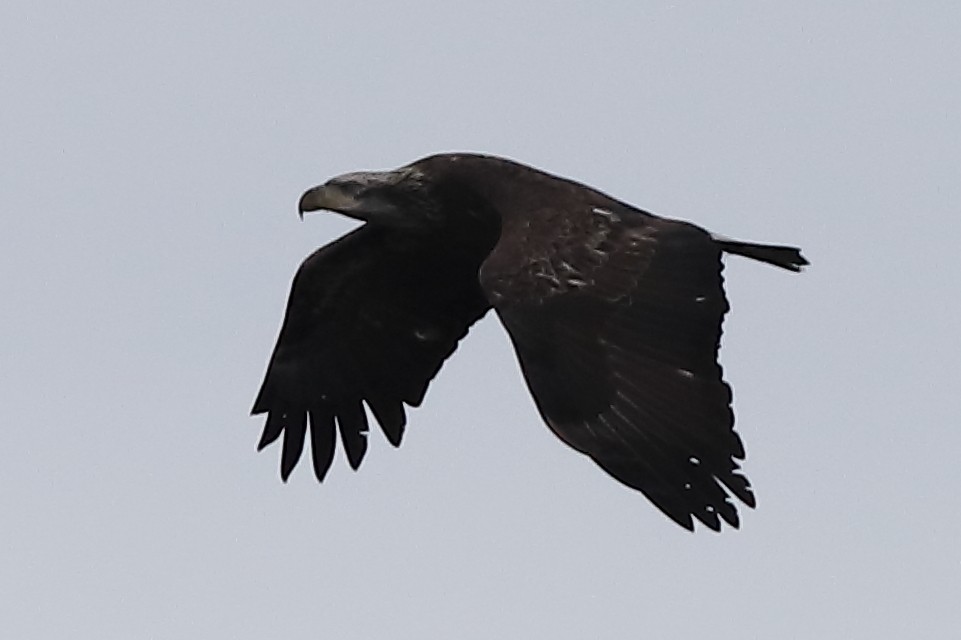 Ak Başlı Kartal - ML646150439