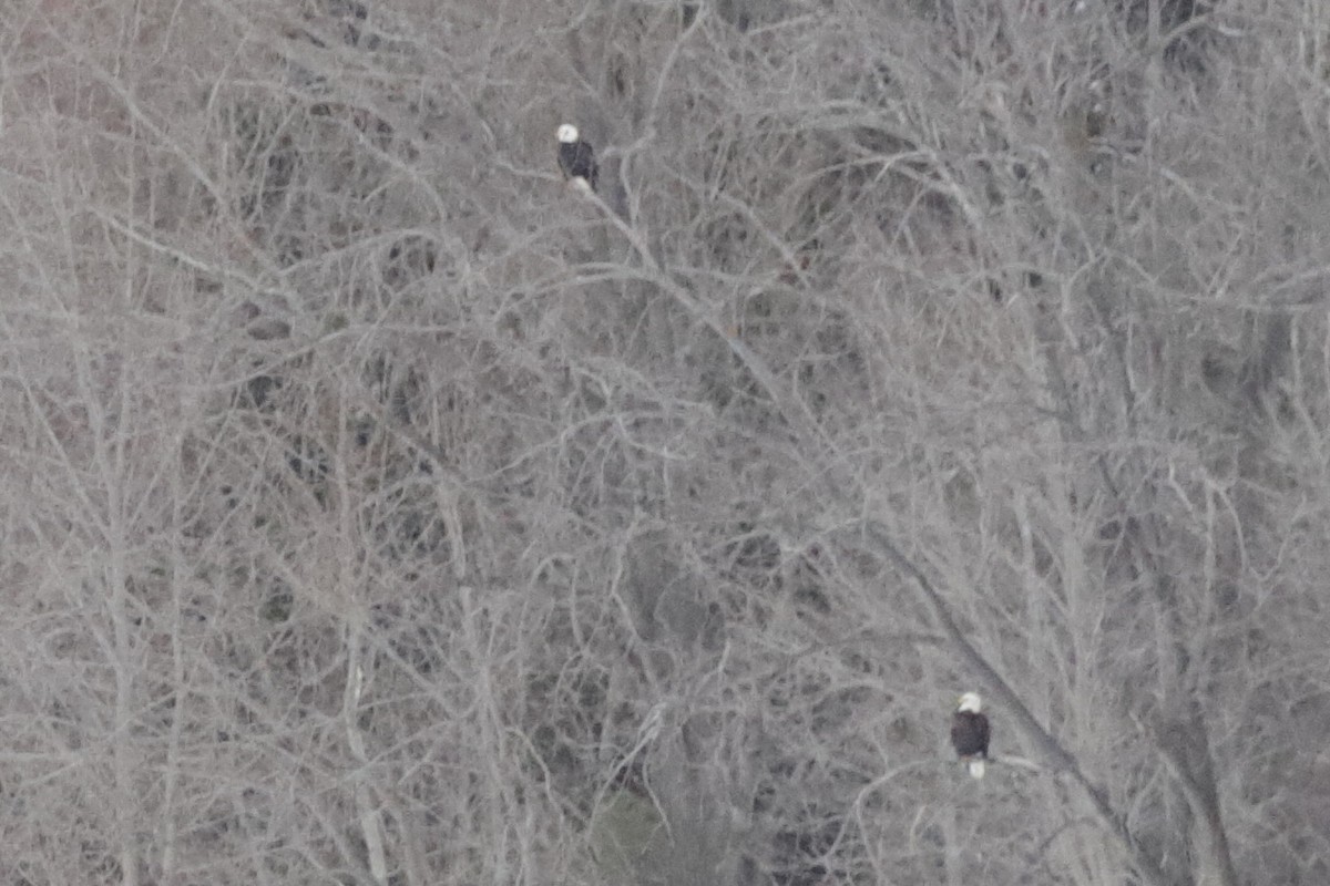 Ak Başlı Kartal - ML646150440