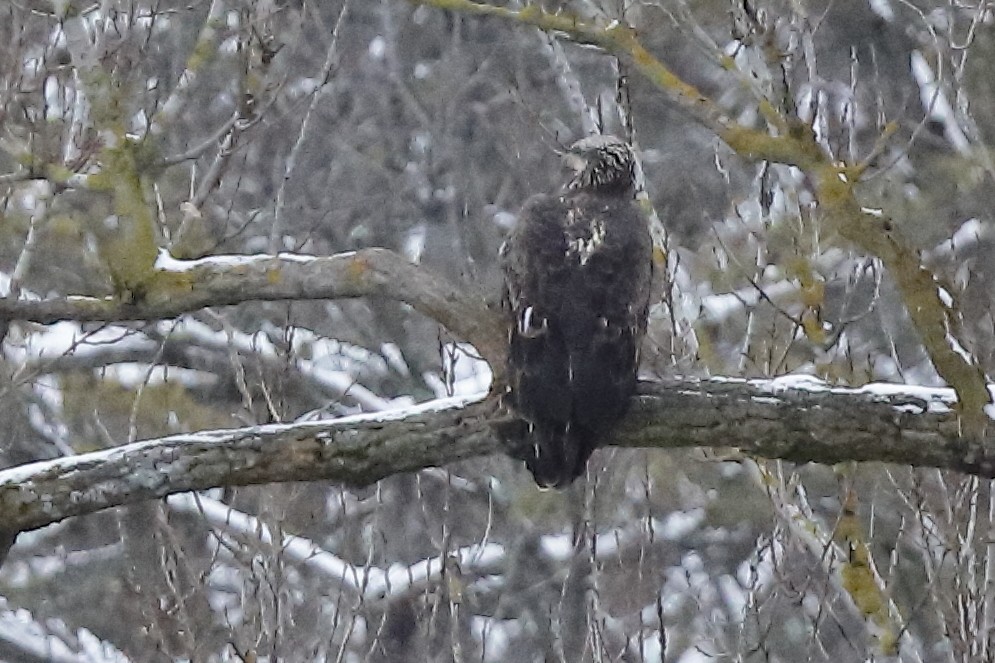 Ak Başlı Kartal - ML646150441