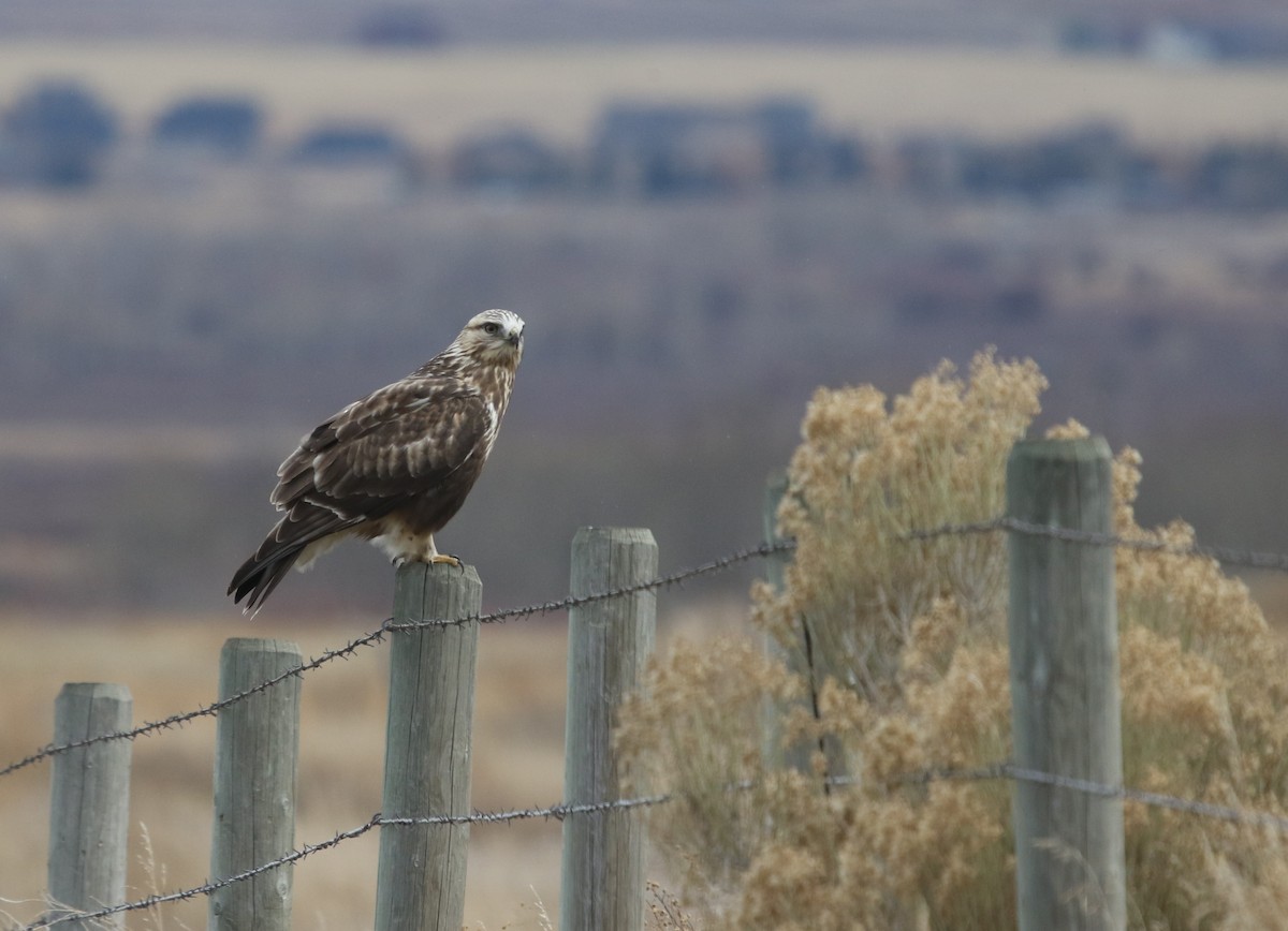 Rough-legged Hawk - ML646150449