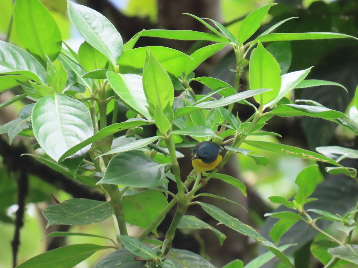 Tropical Parula - ML646150458