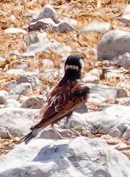 skřivan bělouchý - ML646150459