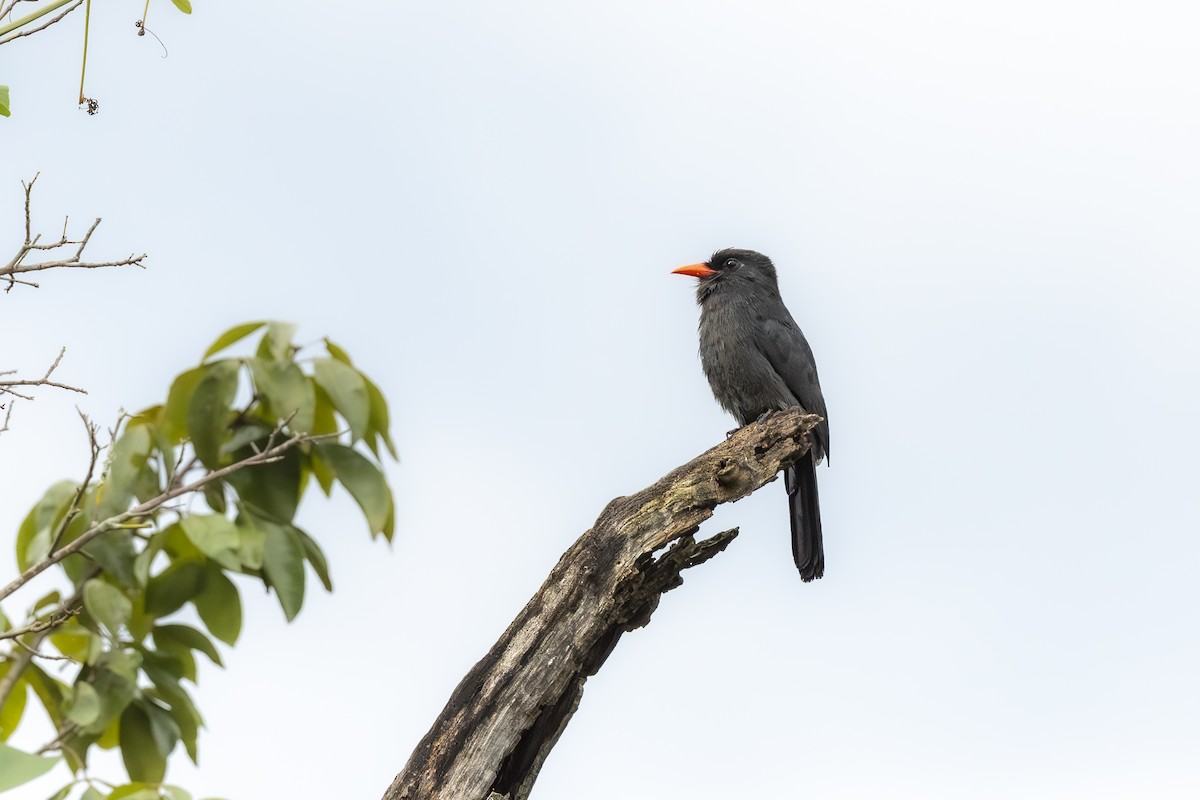 Black-fronted Nunbird - ML646150469