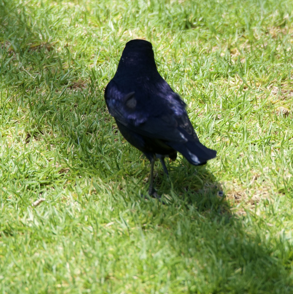 Shiny Cowbird - ML646150471