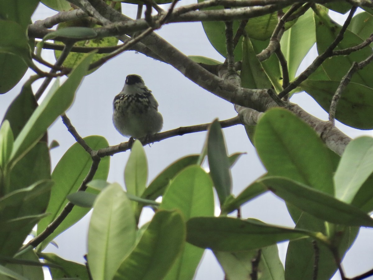 Gray-and-gold Tanager - ML646150473
