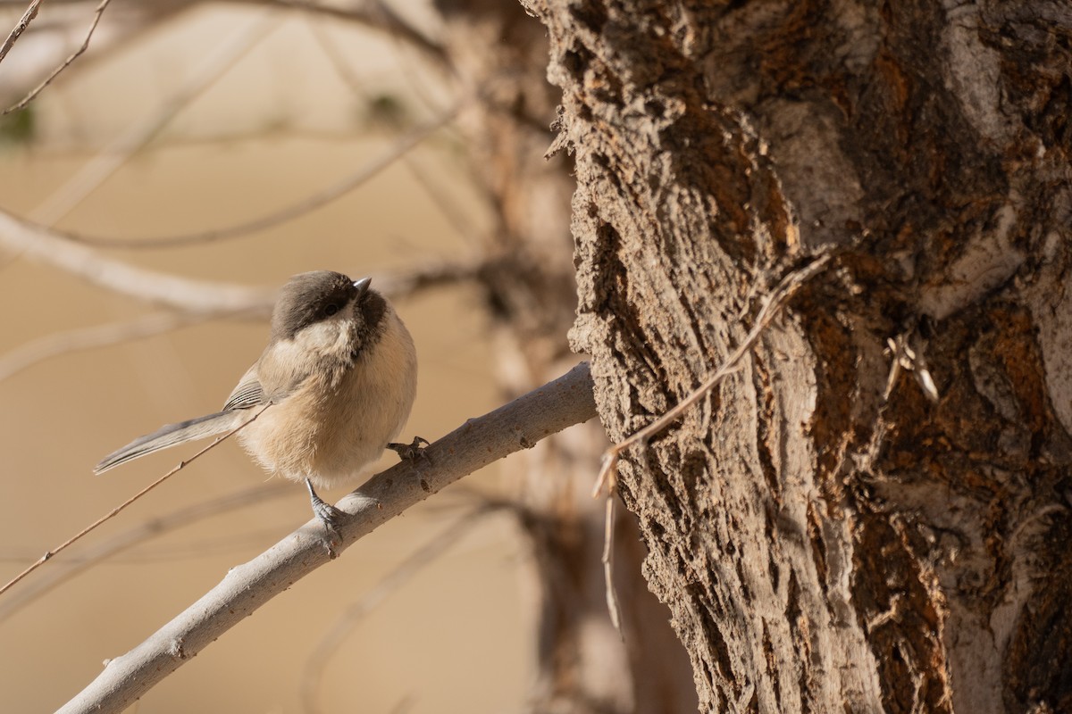 Willow Tit - ML646150475