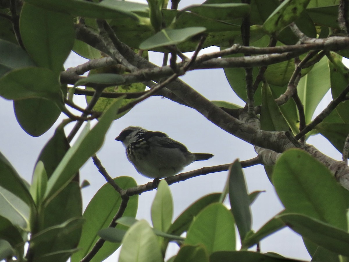 Gray-and-gold Tanager - ML646150480