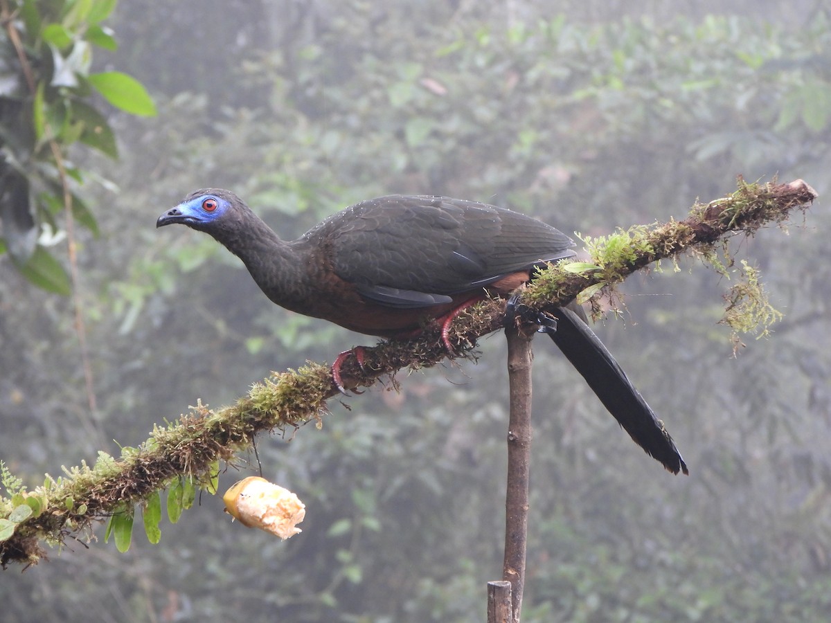 Sickle-winged Guan - ML646150484