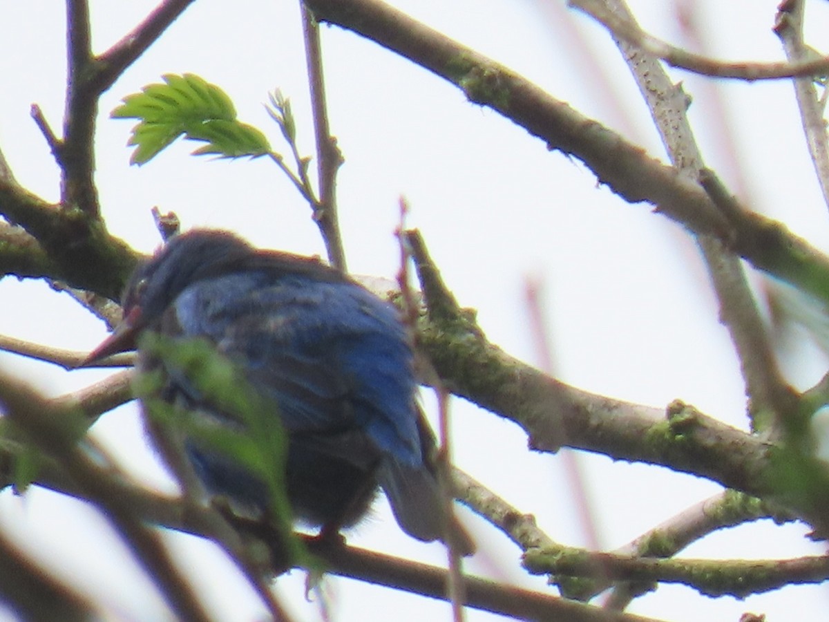 Blue Dacnis - ML646150489