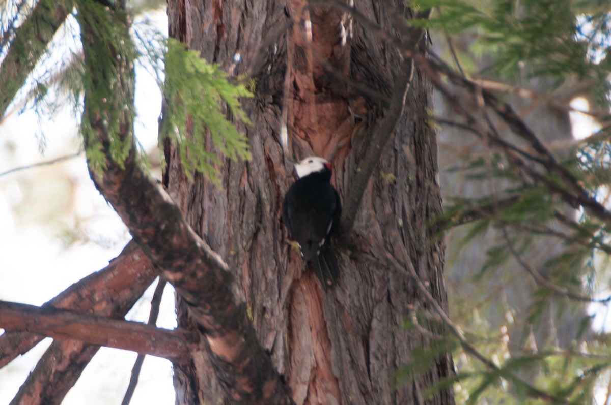 White-headed Woodpecker - ML646150490