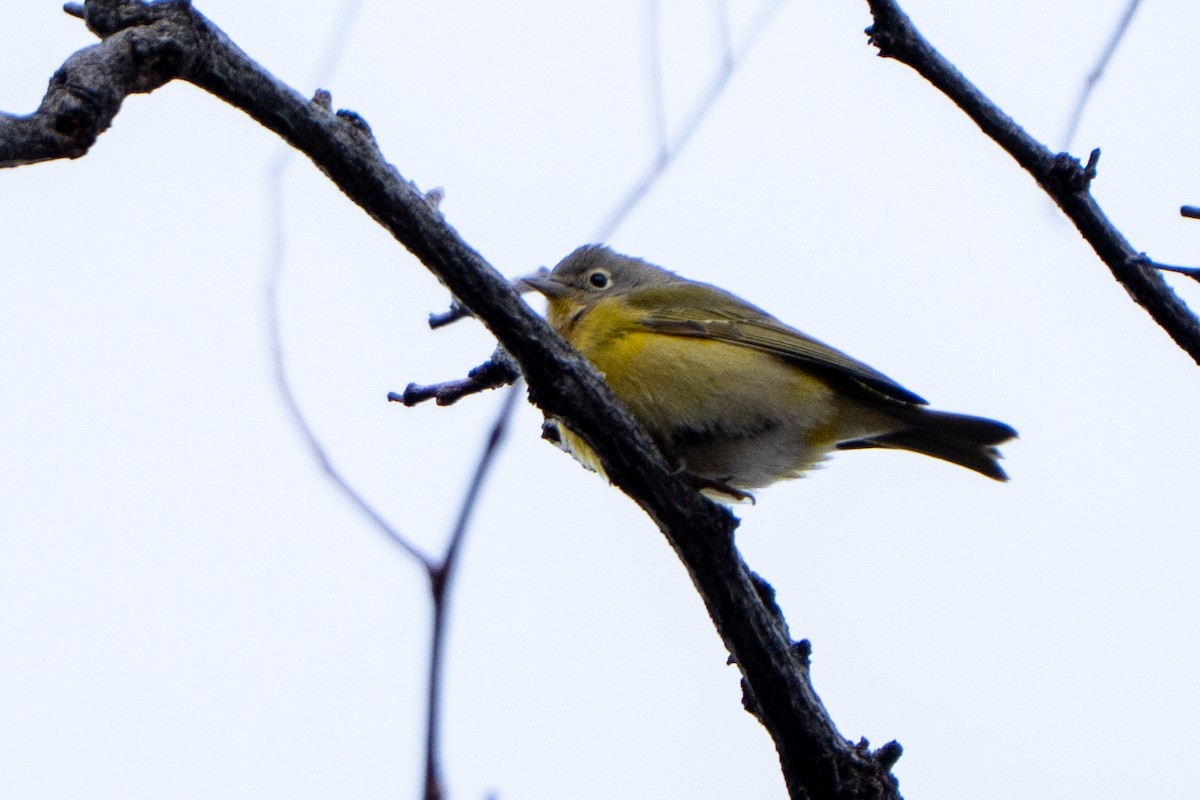 Nashville Warbler - ML646150497