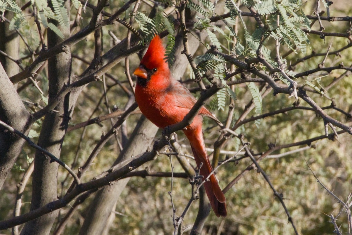 Northern Cardinal - ML646150510