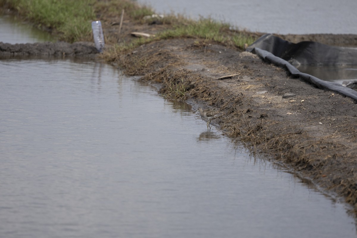 vodouš bahenní - ML646150516