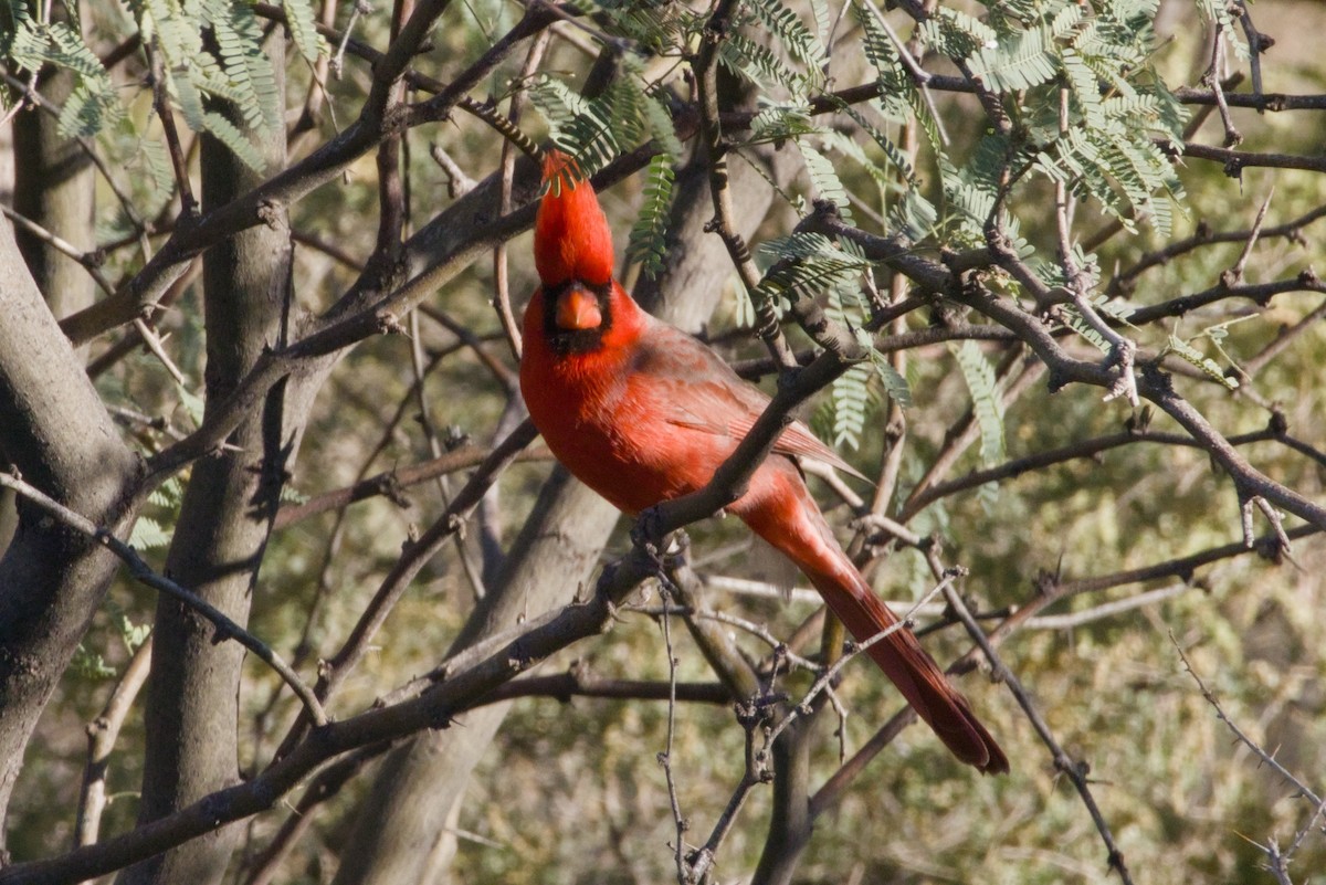 Northern Cardinal - ML646150519