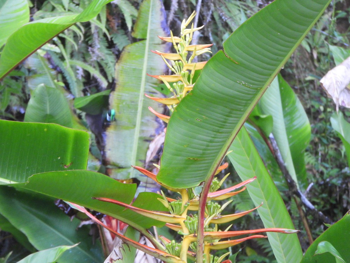 White-throated Daggerbill - ML646150529