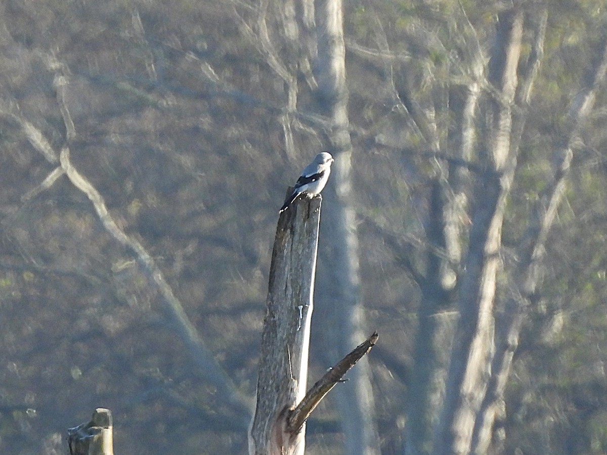 borealvarsler - ML646150530