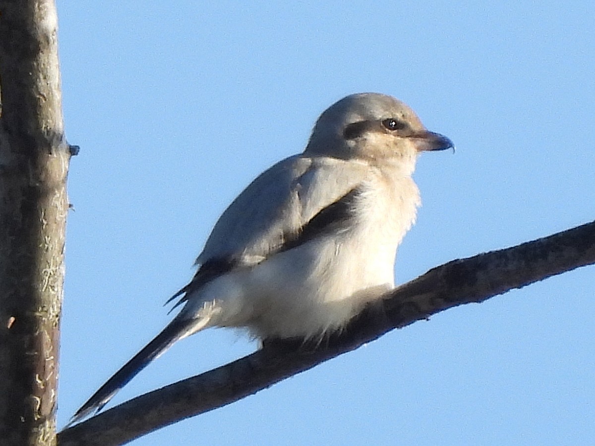 borealvarsler - ML646150531