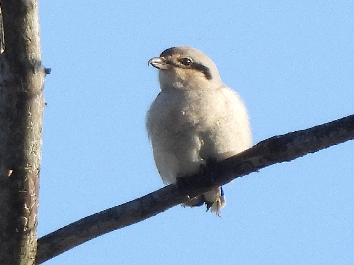 borealvarsler - ML646150532