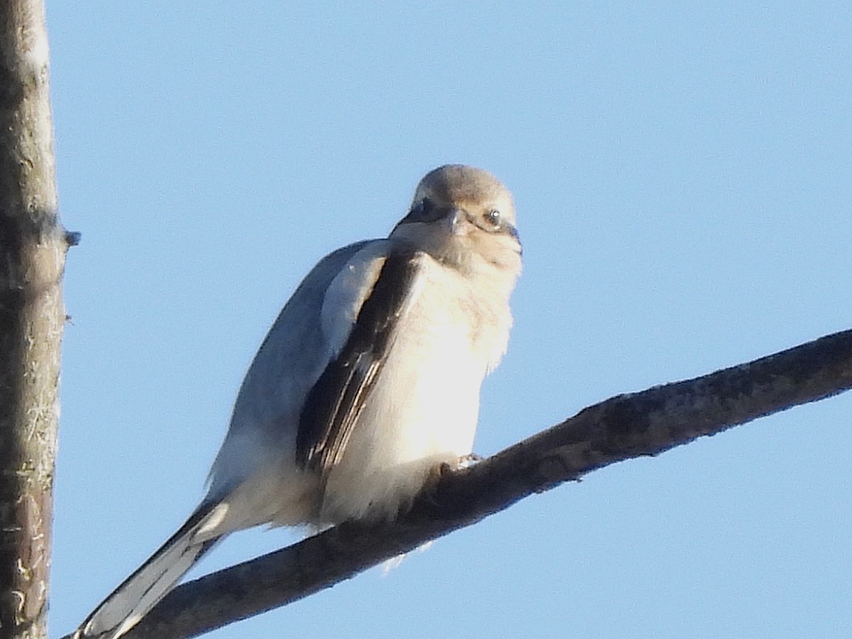 borealvarsler - ML646150533