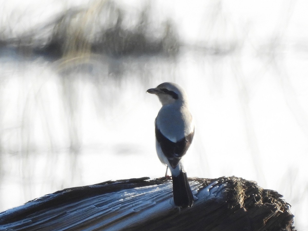 borealvarsler - ML646150534