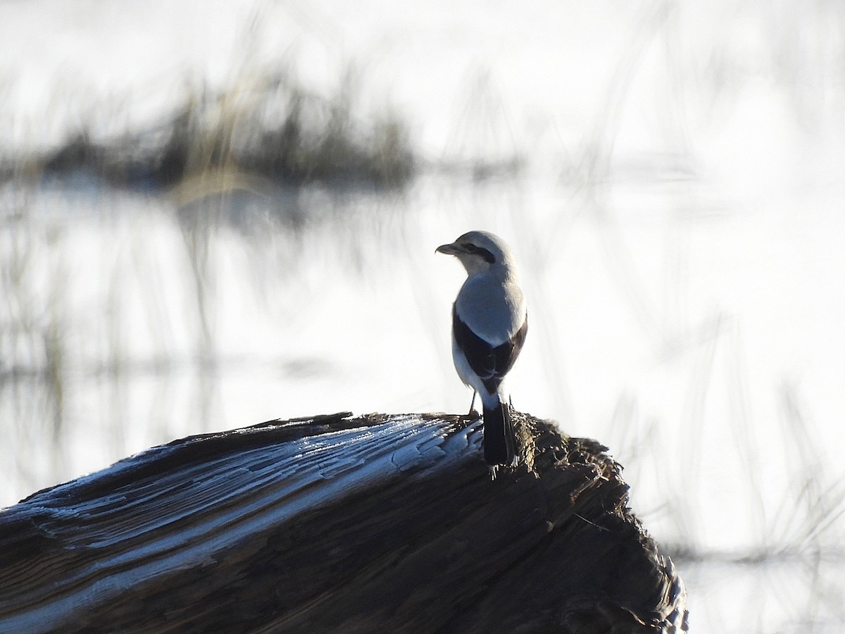 borealvarsler - ML646150535