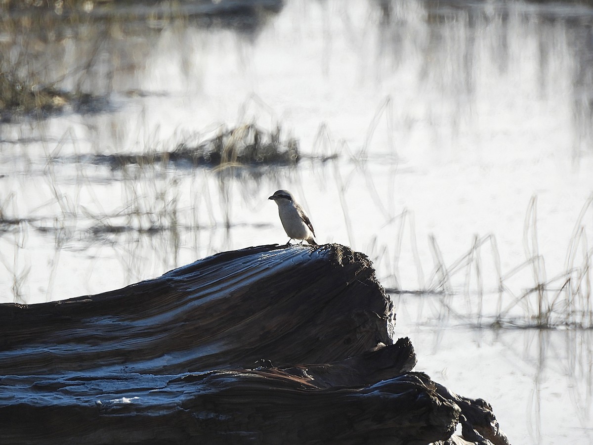 borealvarsler - ML646150536