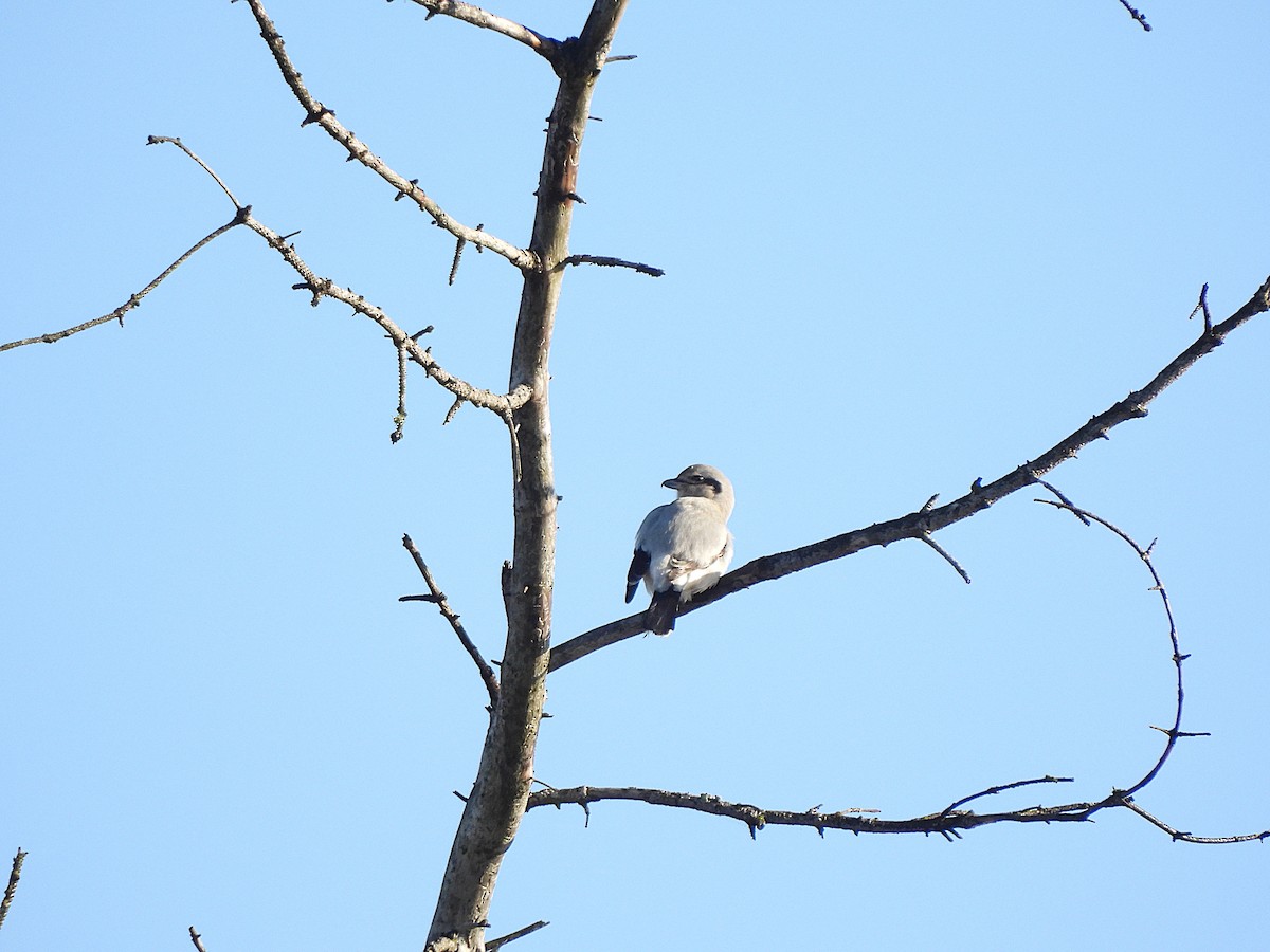 borealvarsler - ML646150537