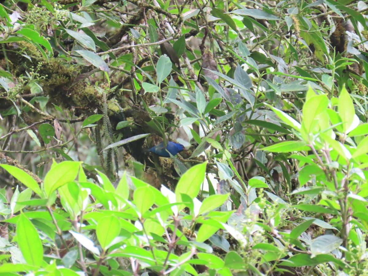 Blue Dacnis - ML646150545