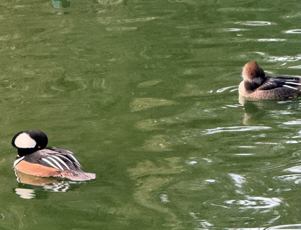 Hooded Merganser - ML646150546