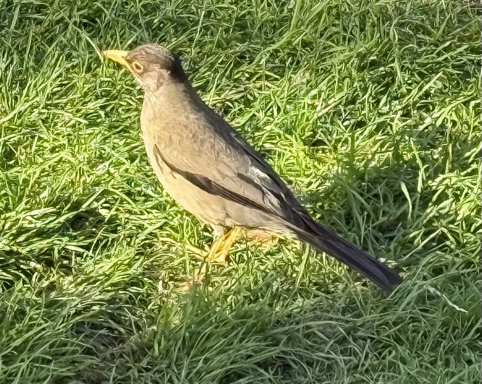 Austral Thrush - ML646150548