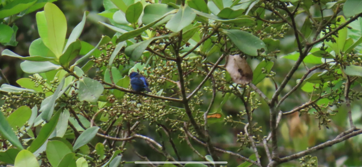 Blue Dacnis - ML646150549