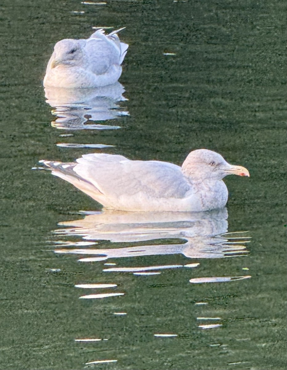 American Herring Gull - ML646150552