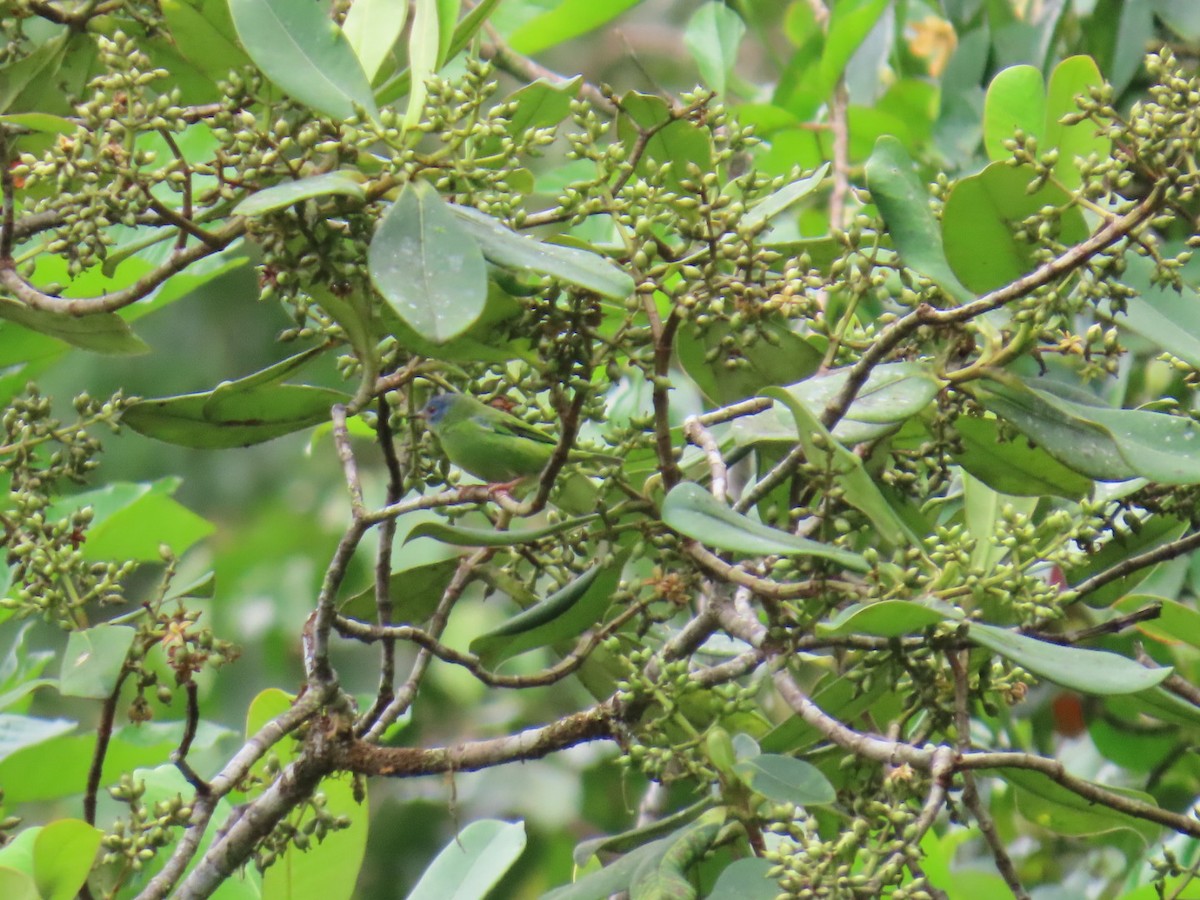 Blue Dacnis - ML646150560