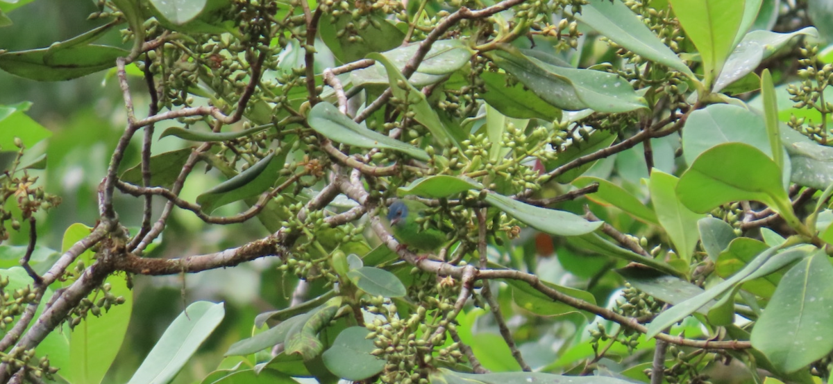 Blue Dacnis - ML646150567