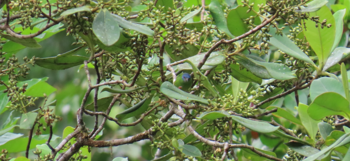 Blue Dacnis - ML646150569