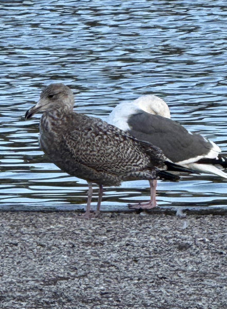 American Herring Gull - ML646150572
