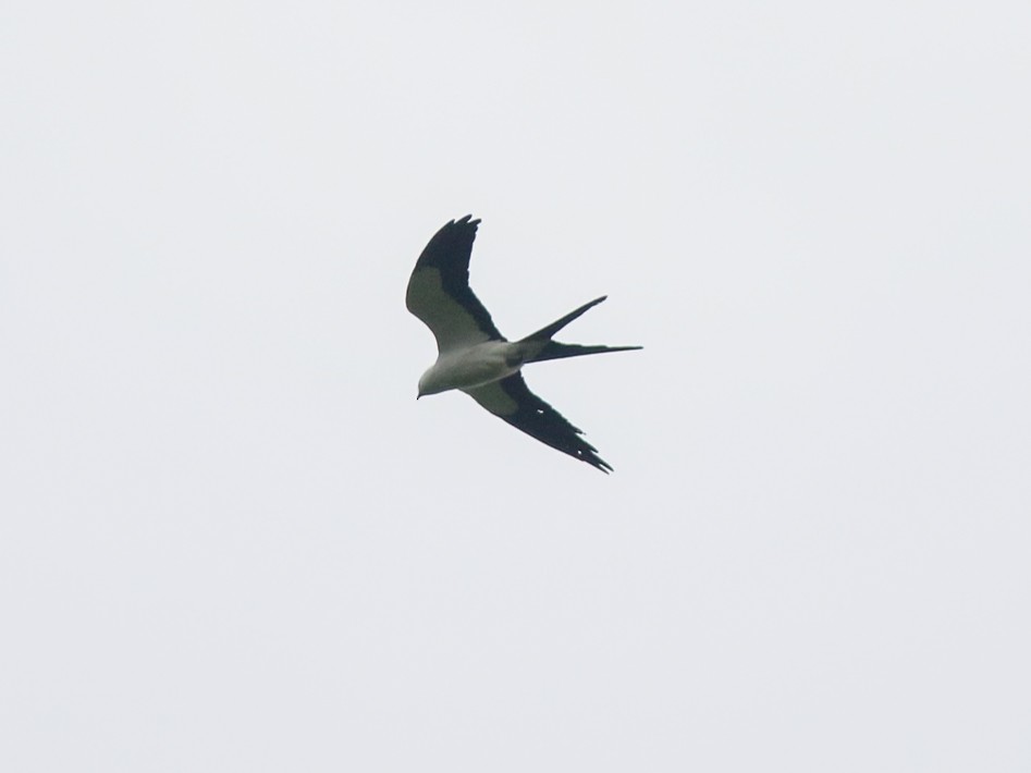 Swallow-tailed Kite - ML646150583