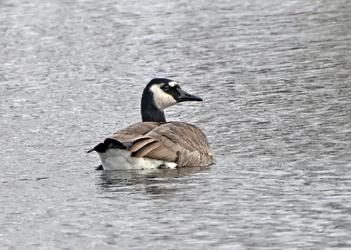 Canada Goose - ML646150584