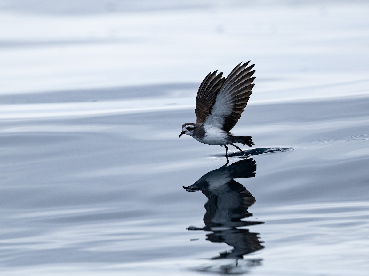 Weißgesicht-Sturmschwalbe - ML646150585