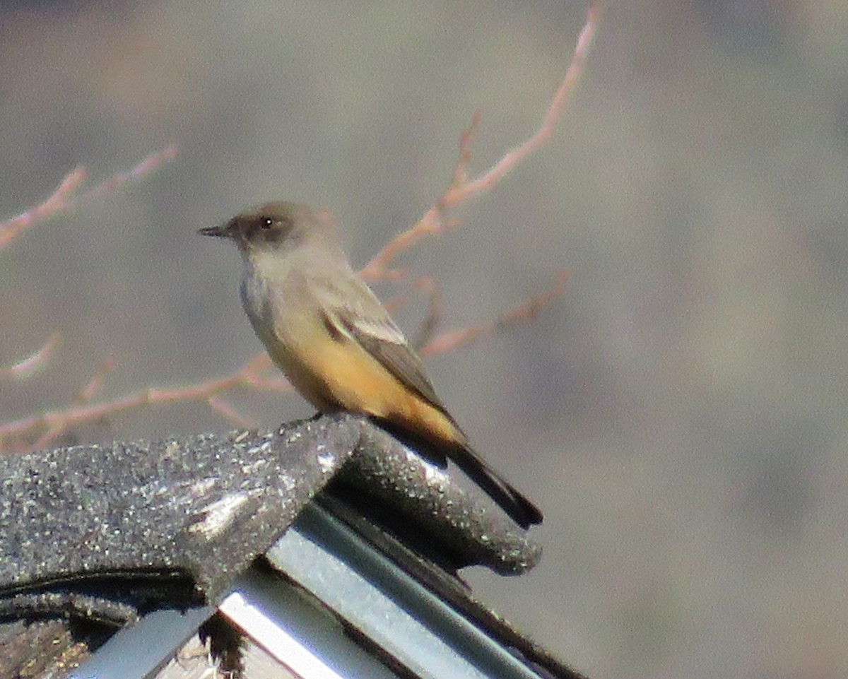 Say's Phoebe - ML646150592