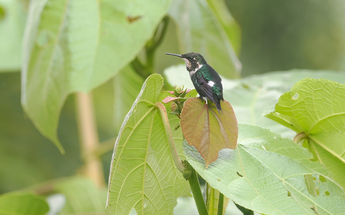 Gorgeted Woodstar - ML646150595